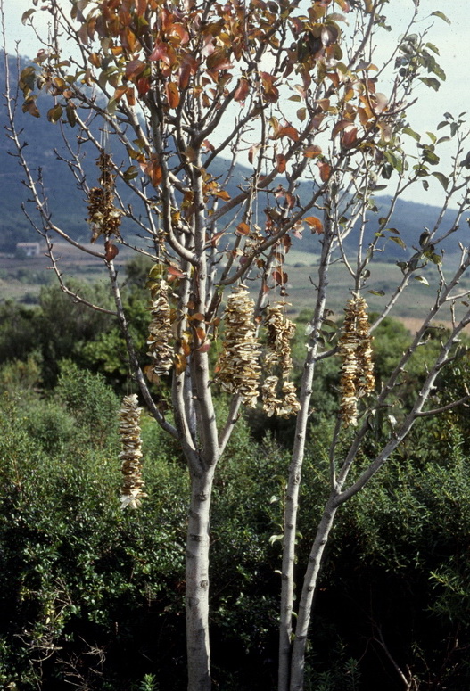 Escursione autunnale in Corsica - 2